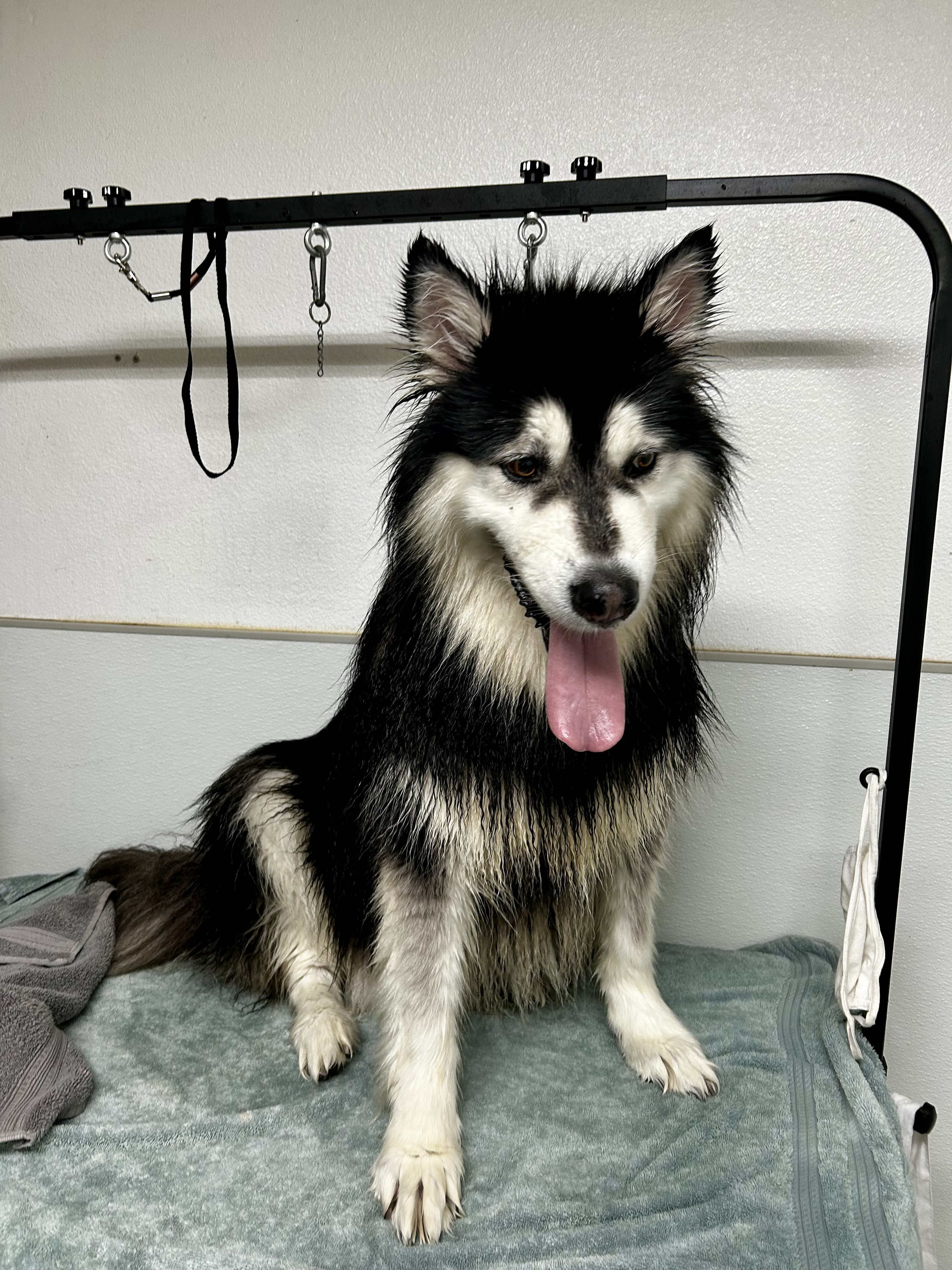 Grooming transformation at The Mutt Pawrlor