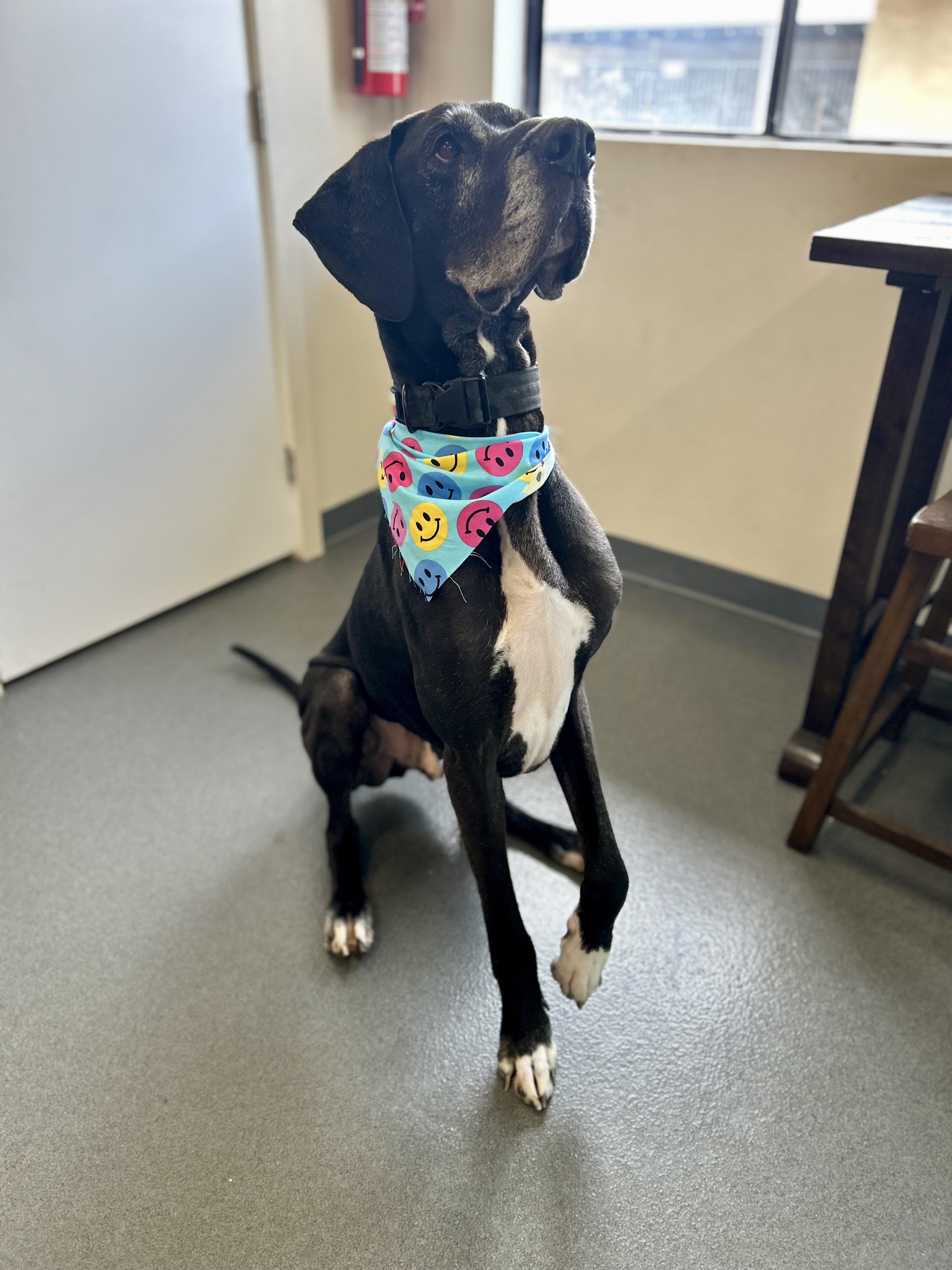 Beautiful dog grooming at The Mutt Pawrlor
