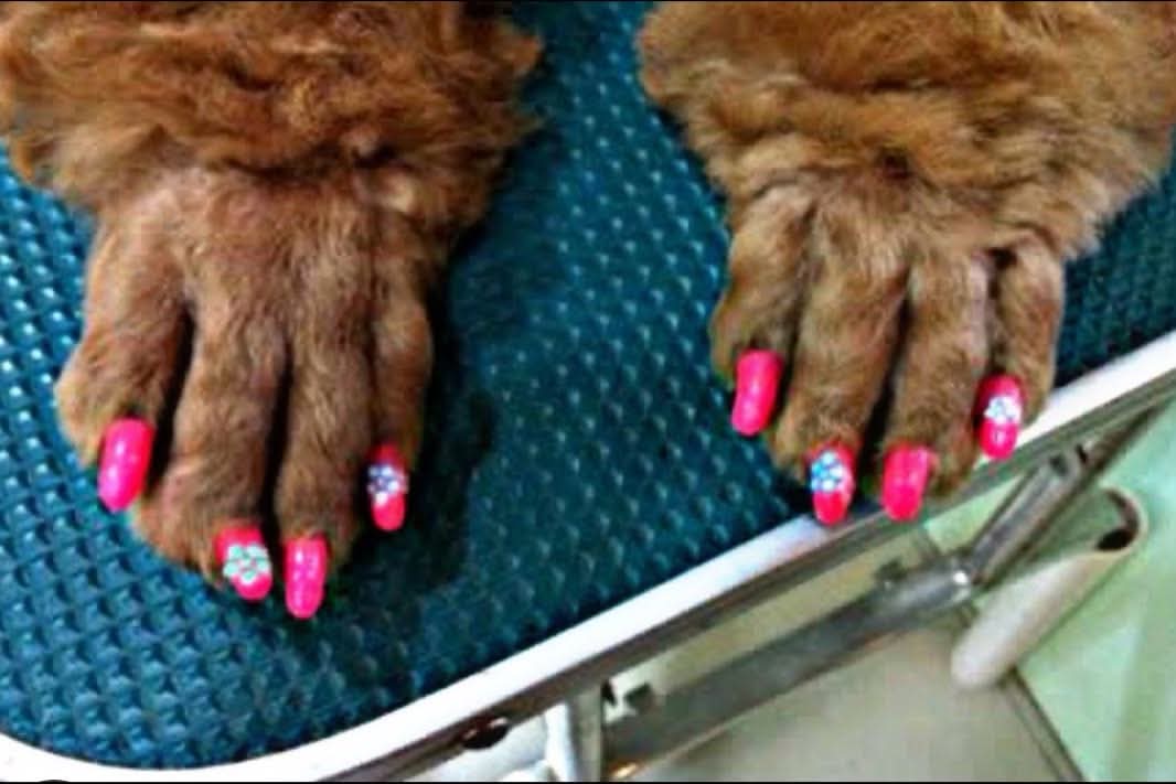 Adorable groomed dog at The Mutt Pawrlor