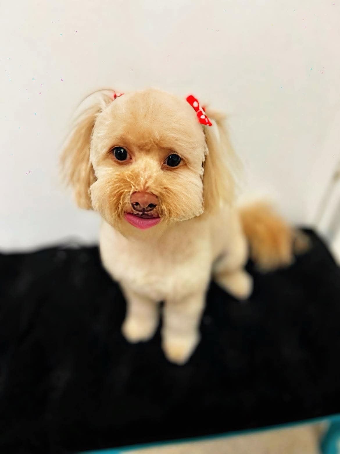 Stress-aware grooming session at The Mutt Pawrlor