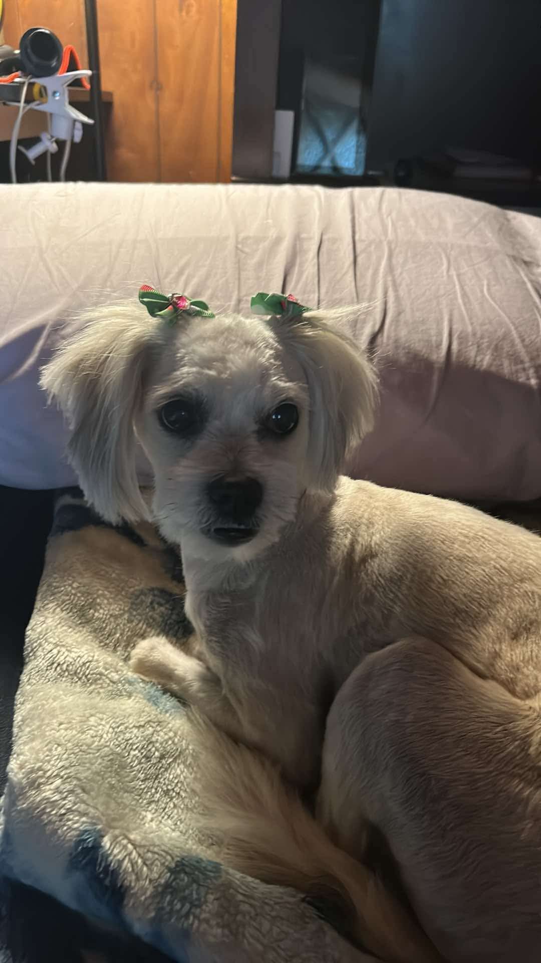 Professional dog grooming at The Mutt Pawrlor