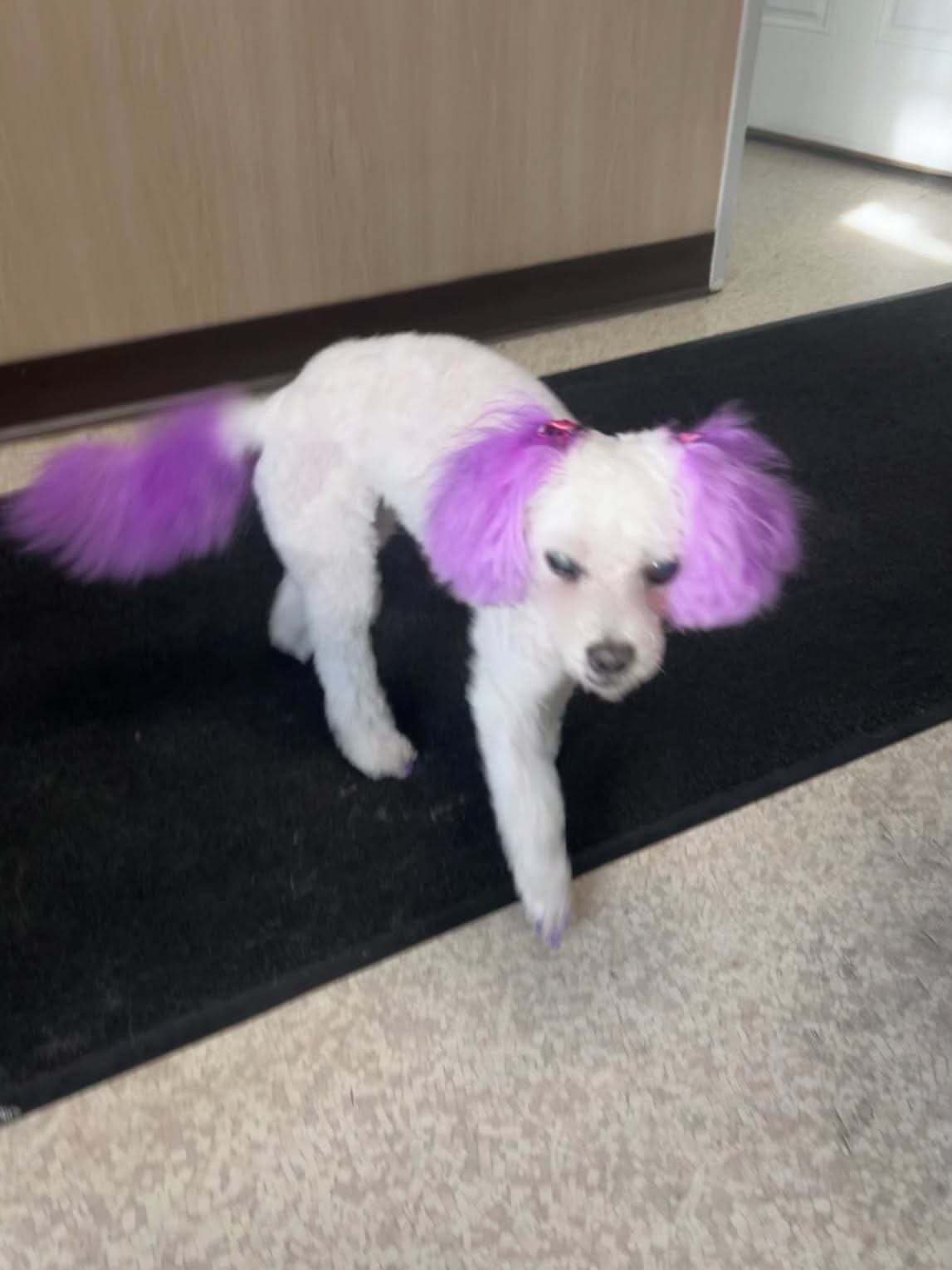Compassionate grooming care at The Mutt Pawrlor
