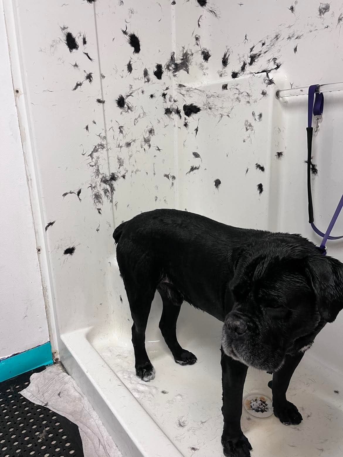 Happy groomed pup at The Mutt Pawrlor