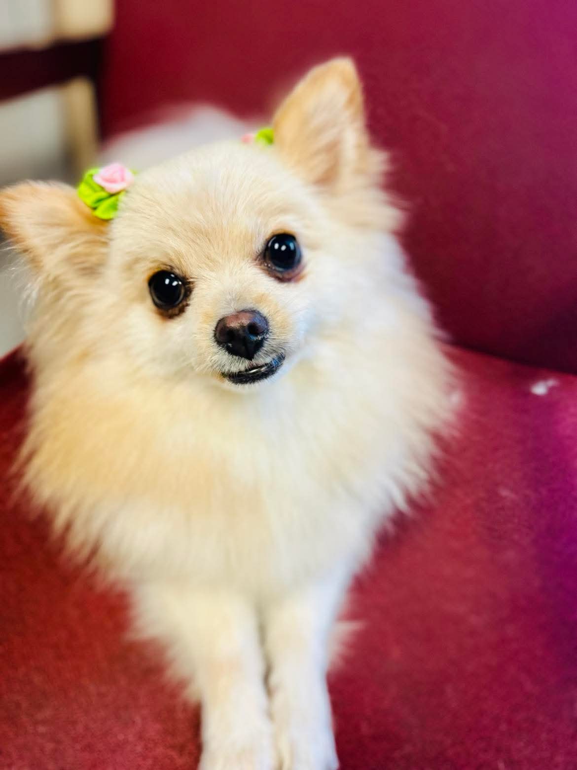 Perfect grooming at The Mutt Pawrlor