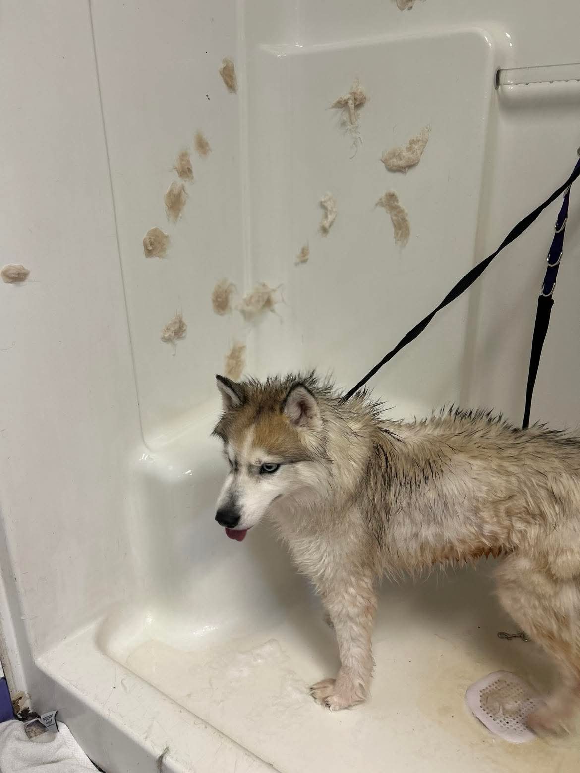 Gentle grooming care at The Mutt Pawrlor