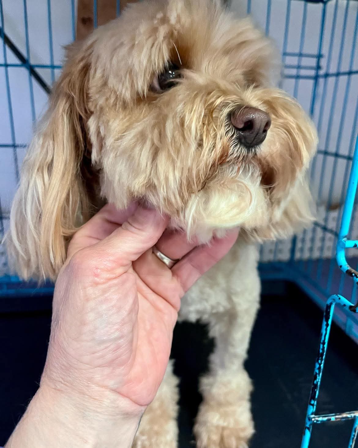 Freshly groomed happy pup at The Mutt Pawrlor