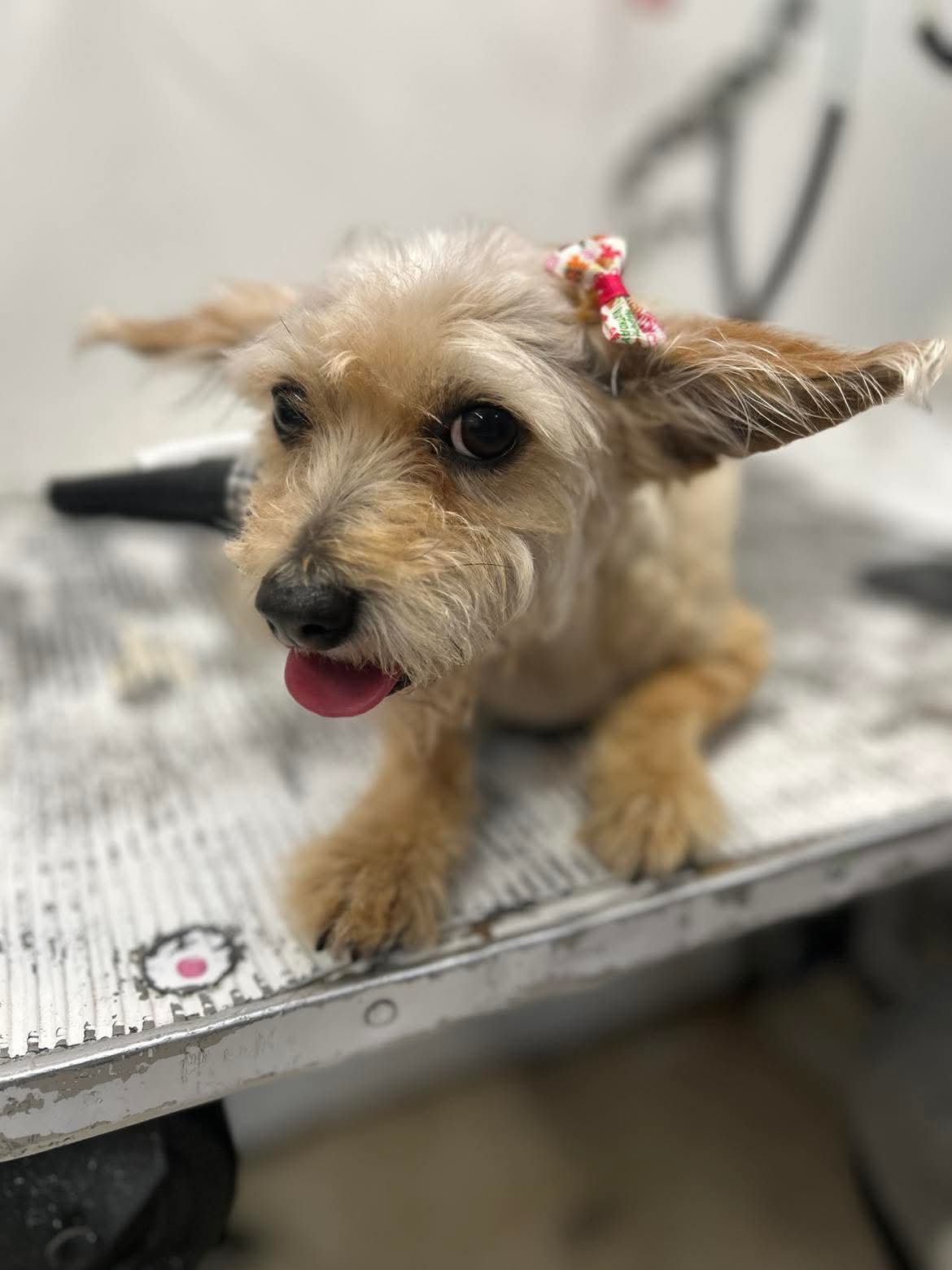 Beautiful grooming result at The Mutt Pawrlor