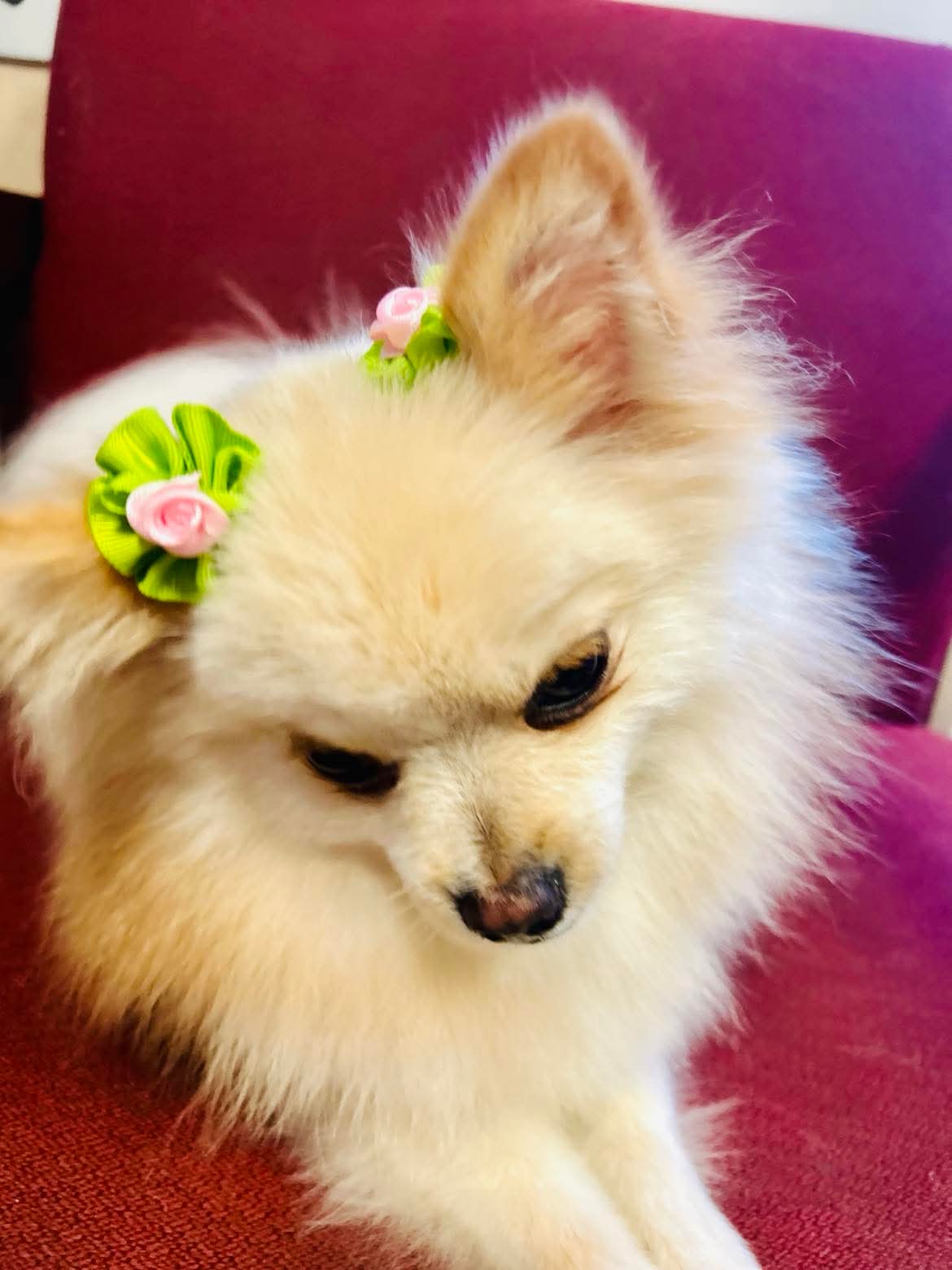 Happy groomed customer at The Mutt Pawrlor