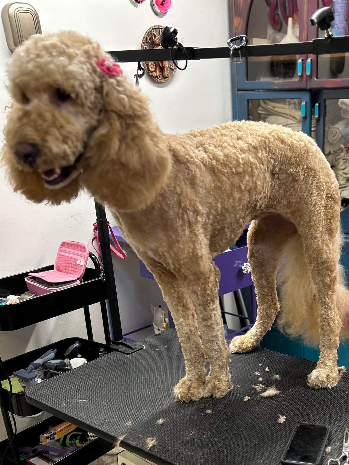 Beautifully groomed dog at The Mutt Pawrlor