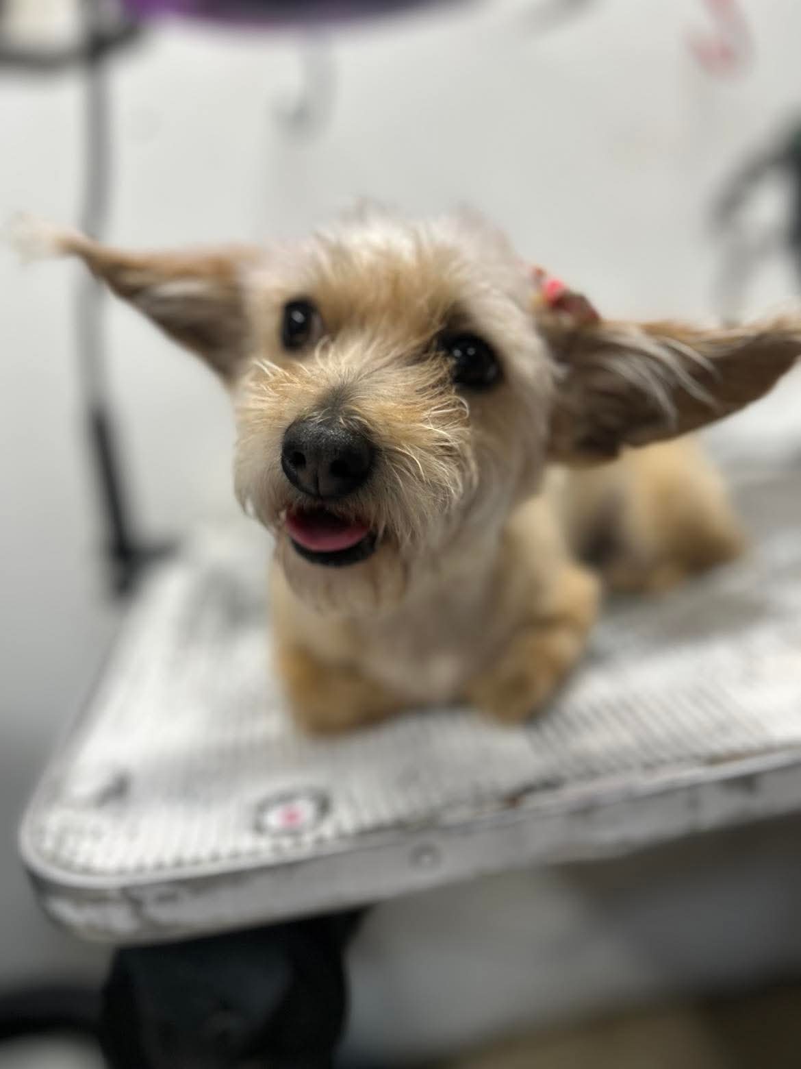 Stress-aware grooming experience at The Mutt Pawrlor