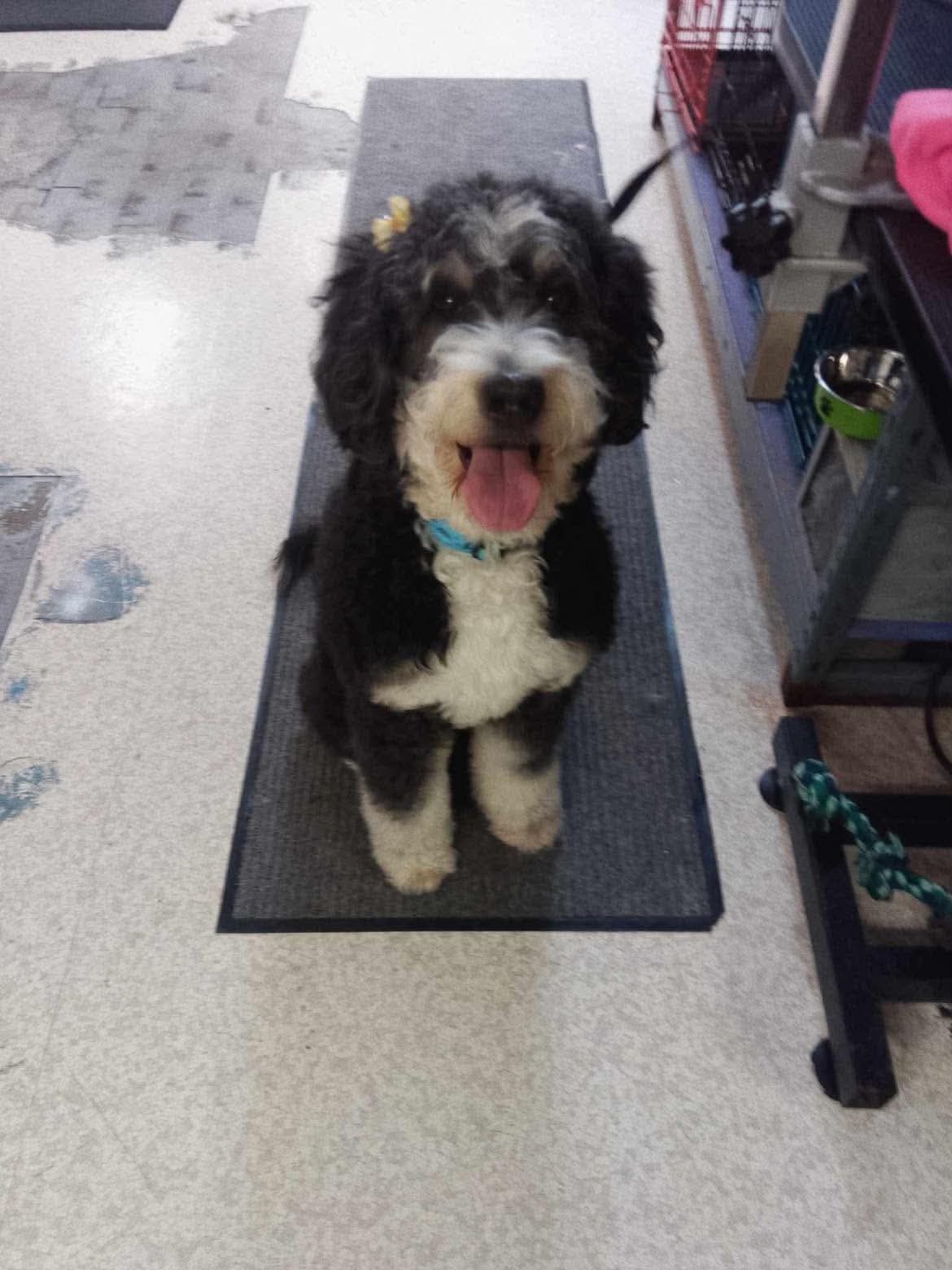 Grooming transformation at The Mutt Pawrlor