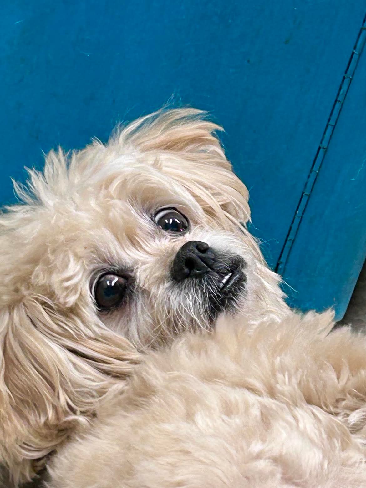 Pampered pup at The Mutt Pawrlor
