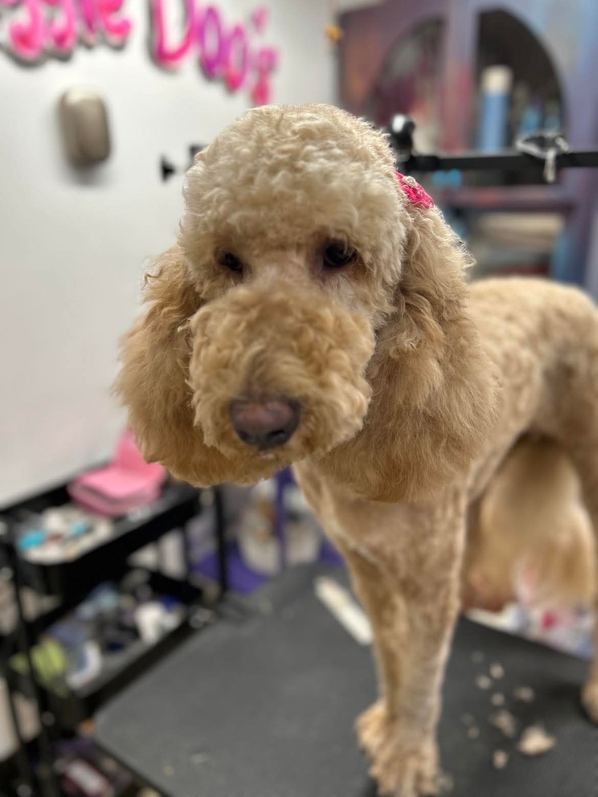 Adorable groomed puppy at The Mutt Pawrlor