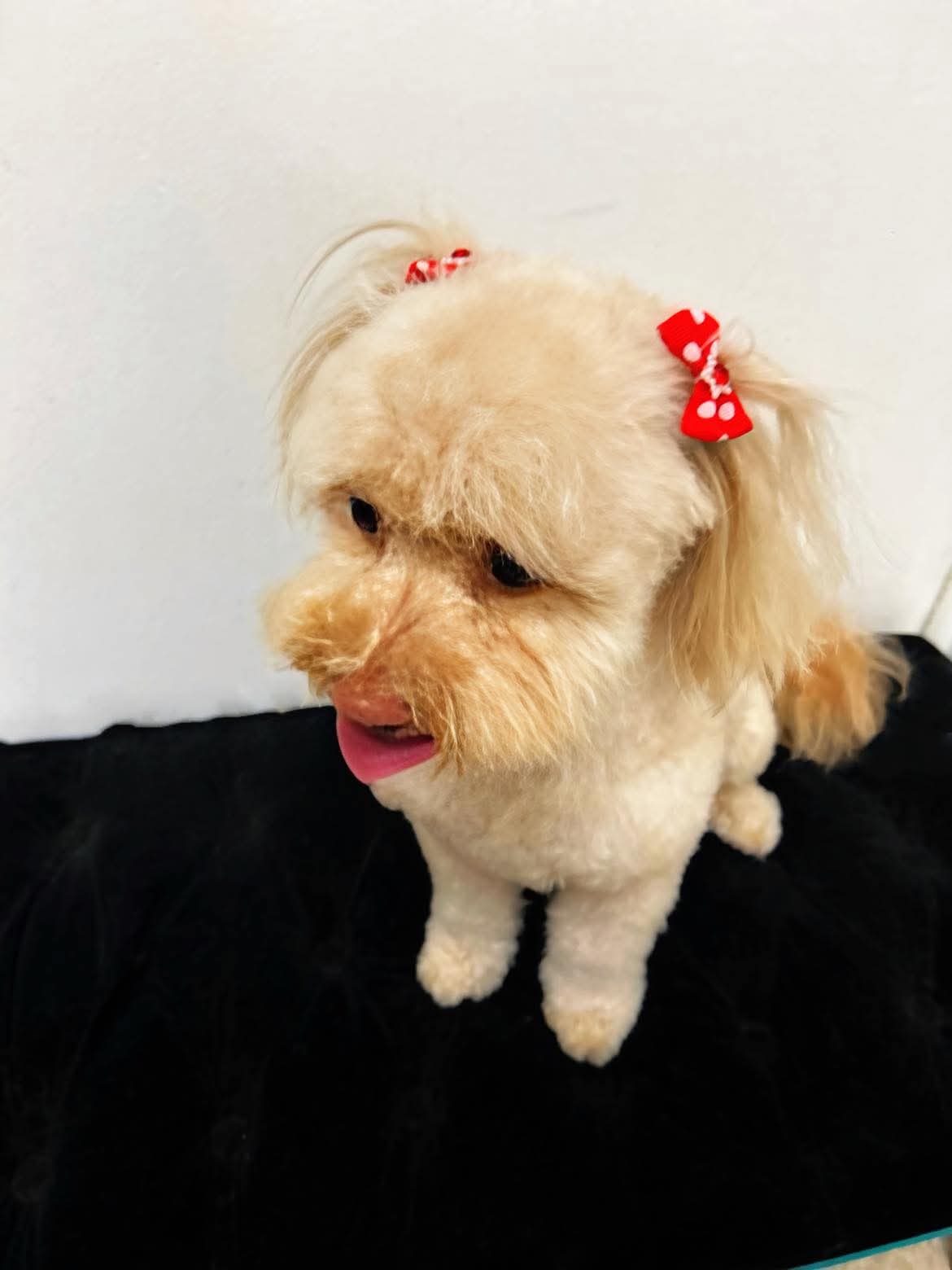 Beautiful dog grooming at The Mutt Pawrlor