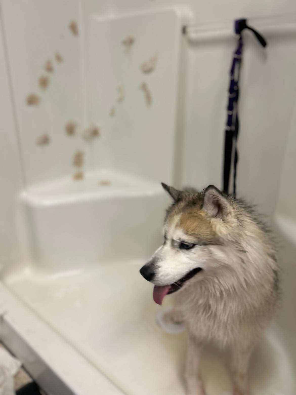 Groomed dog looking fabulous at The Mutt Pawrlor