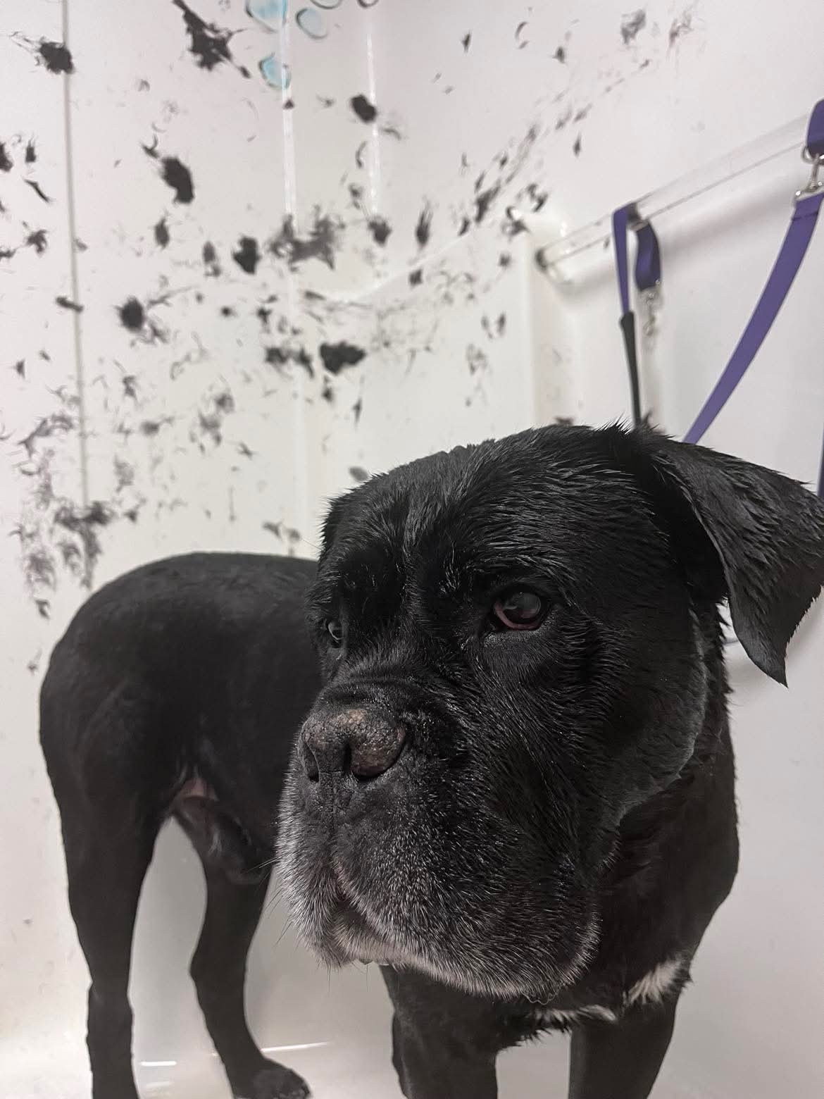 Fresh grooming at The Mutt Pawrlor