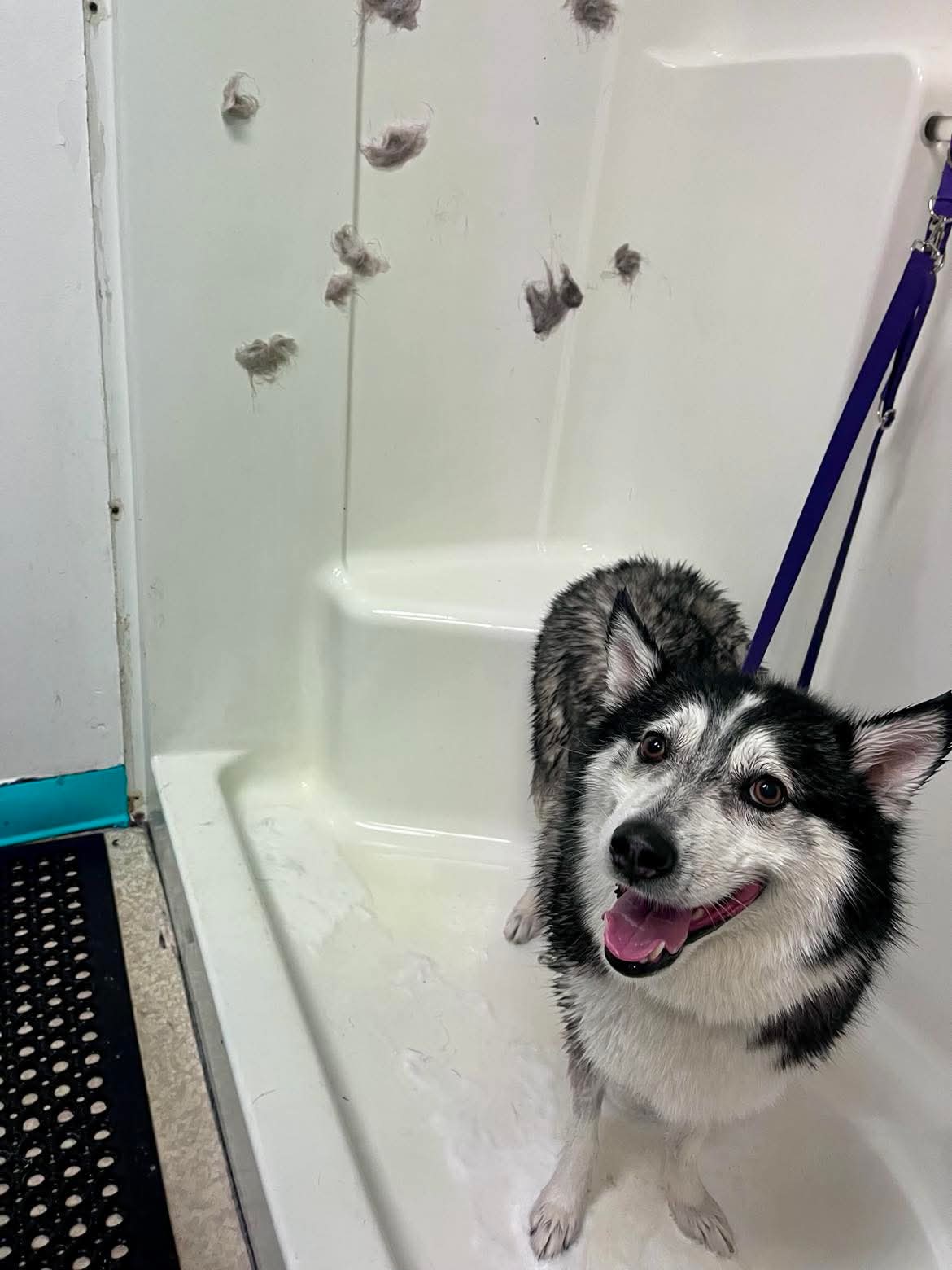 Gentle grooming session at The Mutt Pawrlor