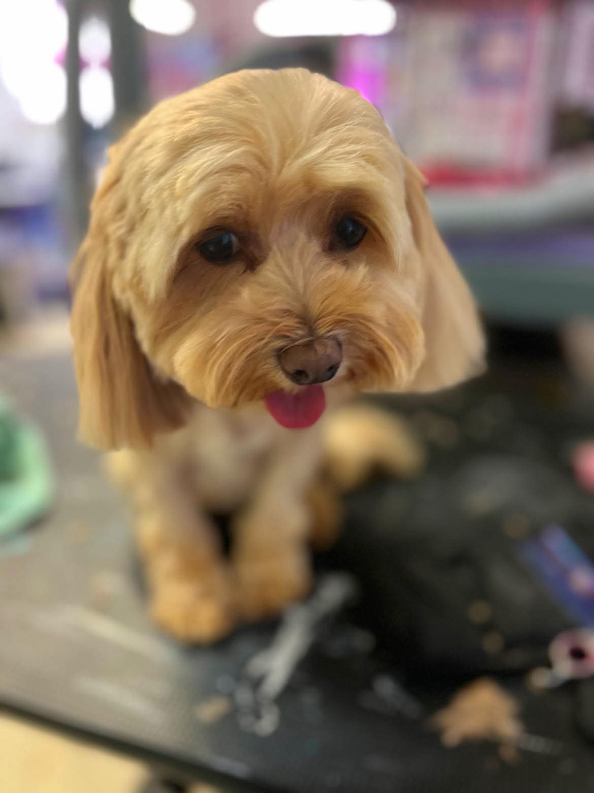 Happy grooming transformation at The Mutt Pawrlor