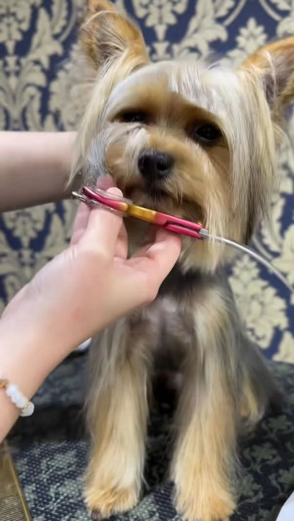 Happy customer pup at The Mutt Pawrlor
