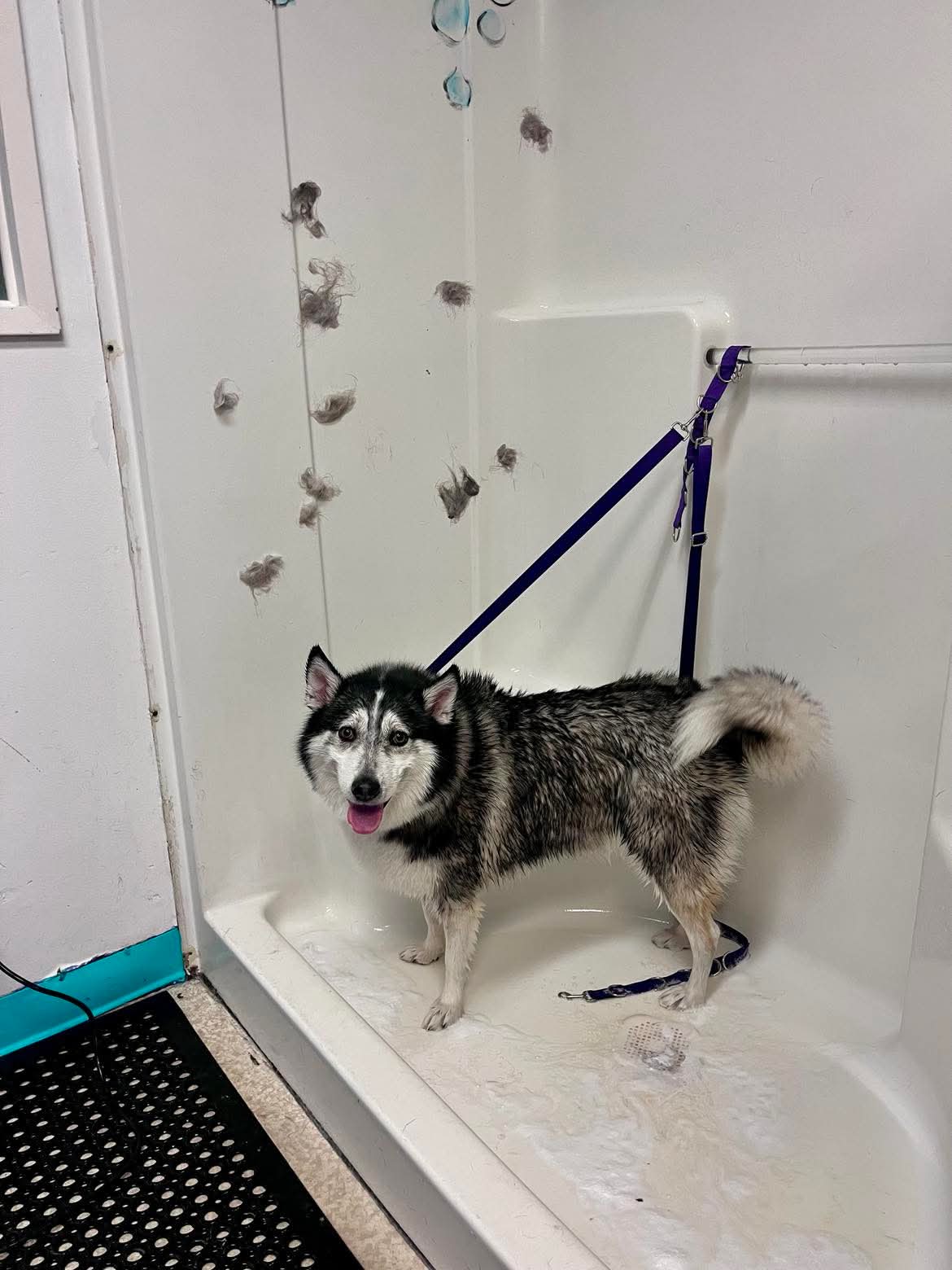 Professional grooming care at The Mutt Pawrlor