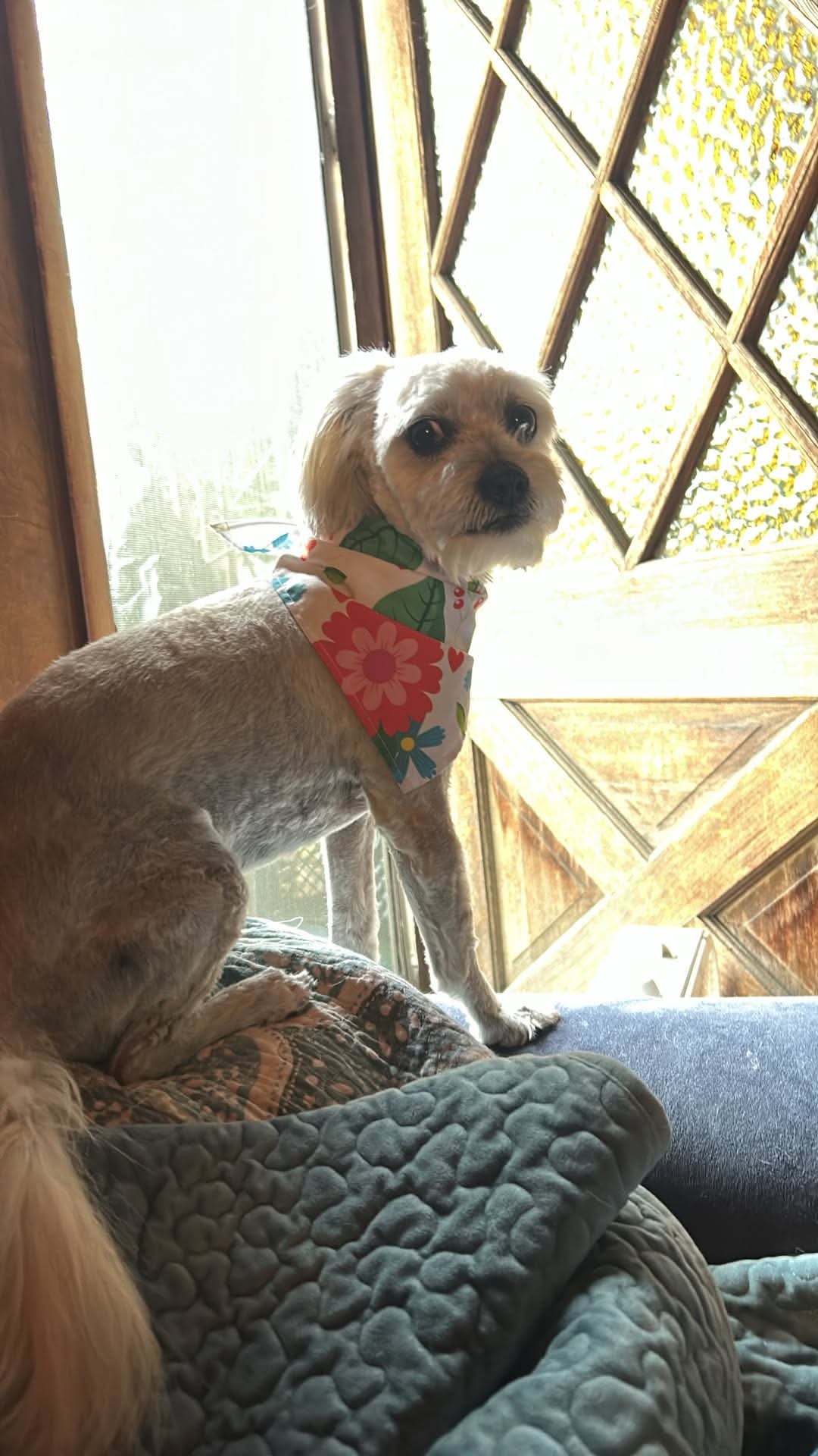 Beautiful groomed poodle at The Mutt Pawrlor