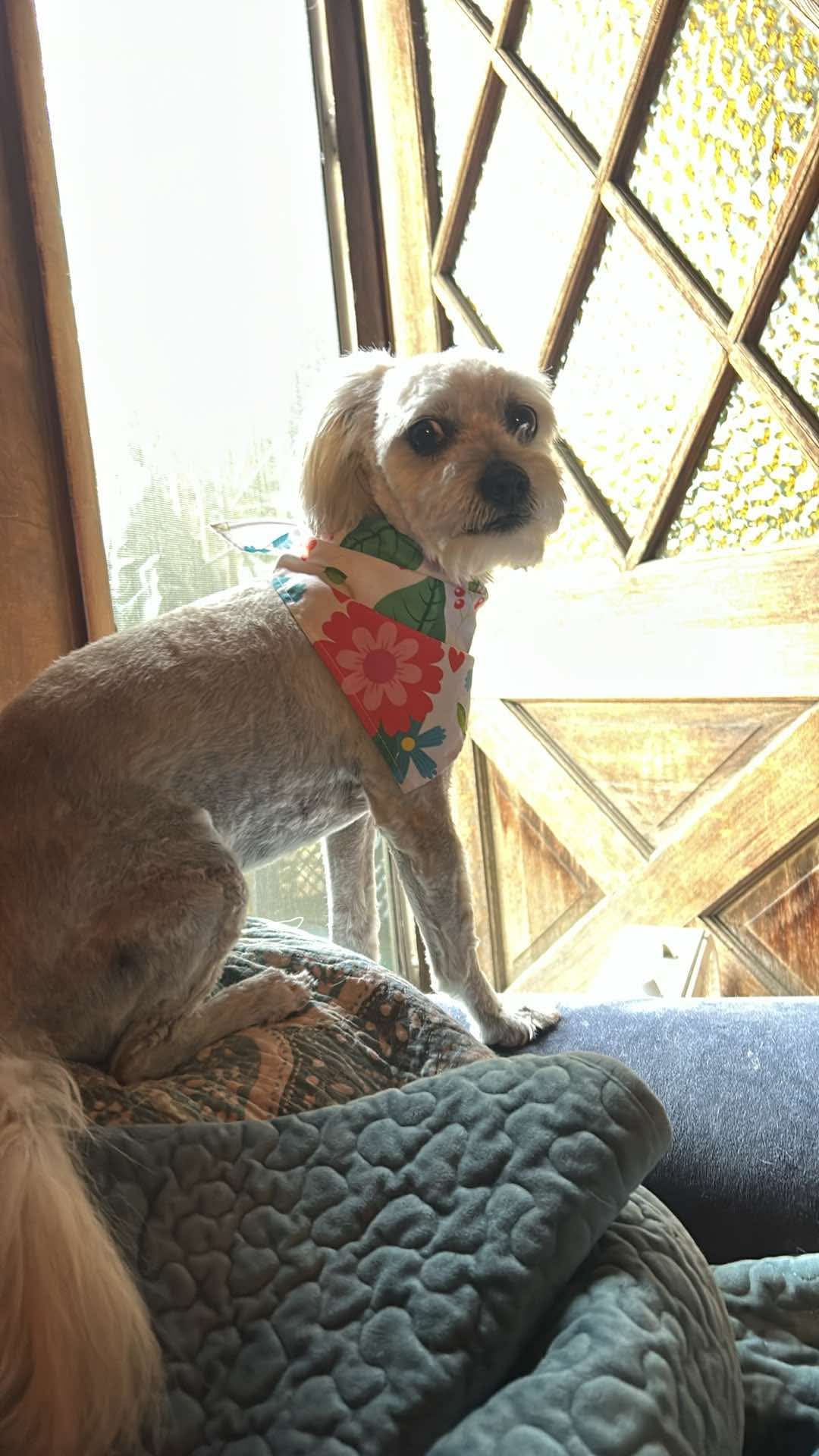 Professional dog grooming at The Mutt Pawrlor