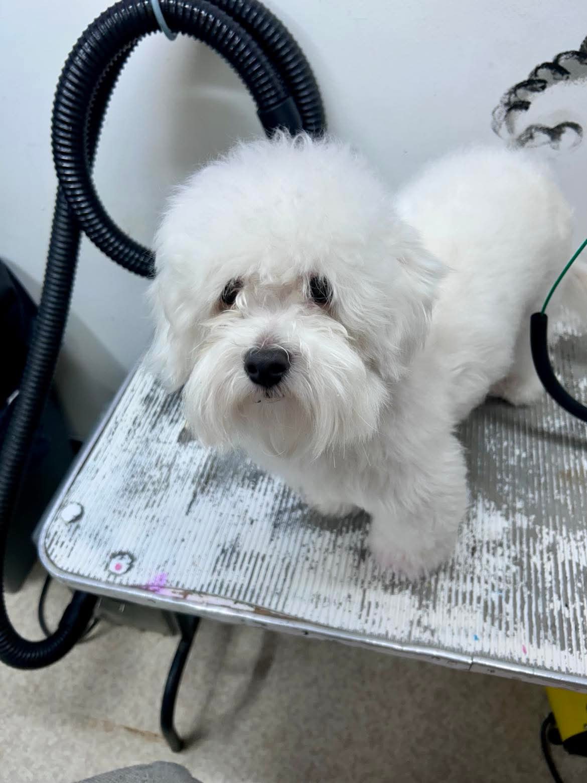 Perfect grooming at The Mutt Pawrlor