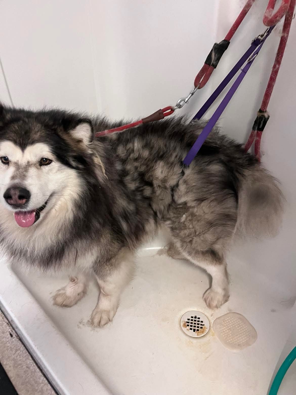 Groomed dog looking fabulous at The Mutt Pawrlor