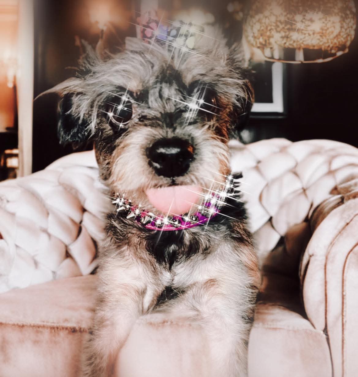 Adorable groomed dog at The Mutt Pawrlor