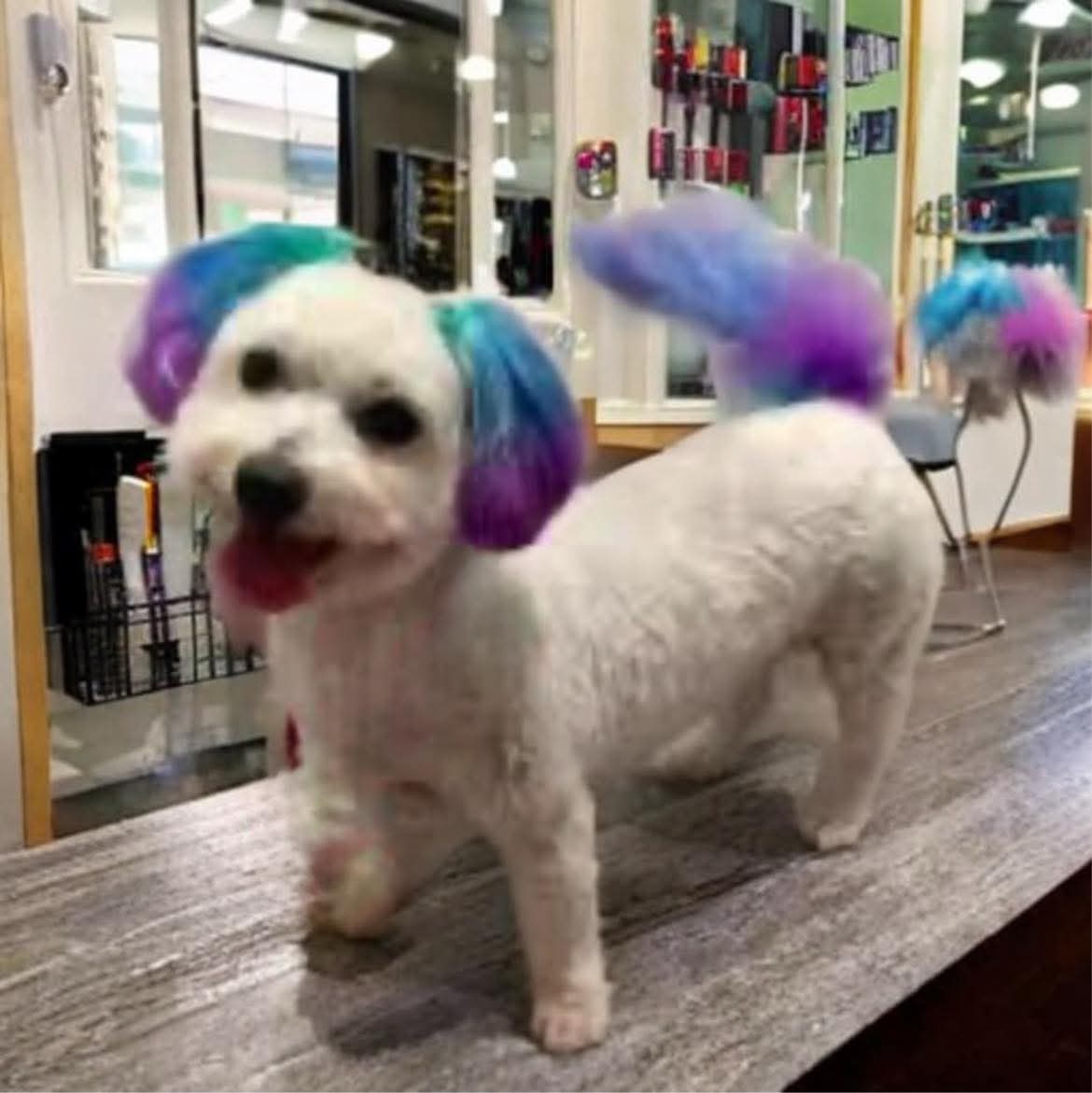 Stress-aware grooming session at The Mutt Pawrlor
