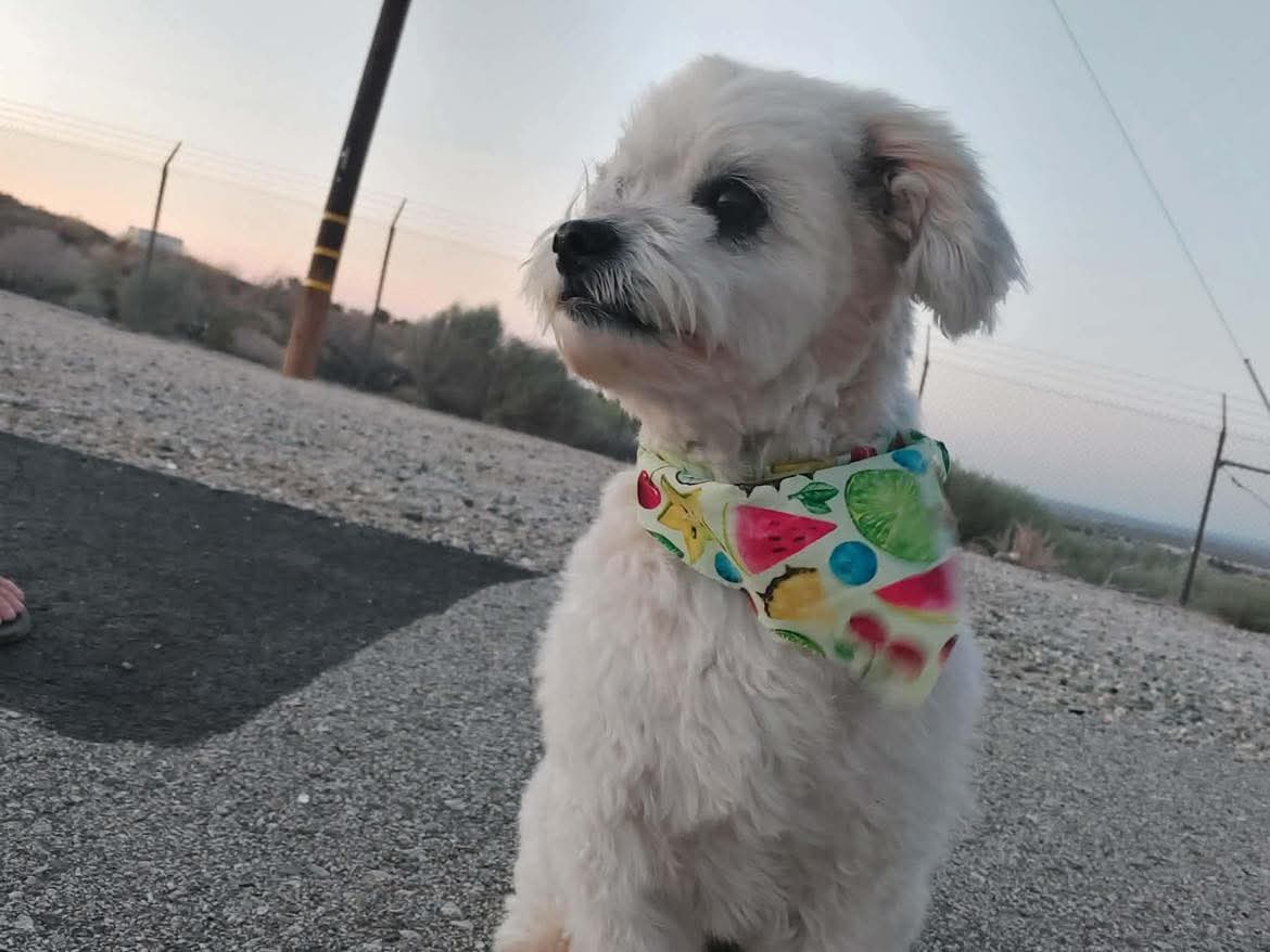 Adorable groomed dog at The Mutt Pawrlor