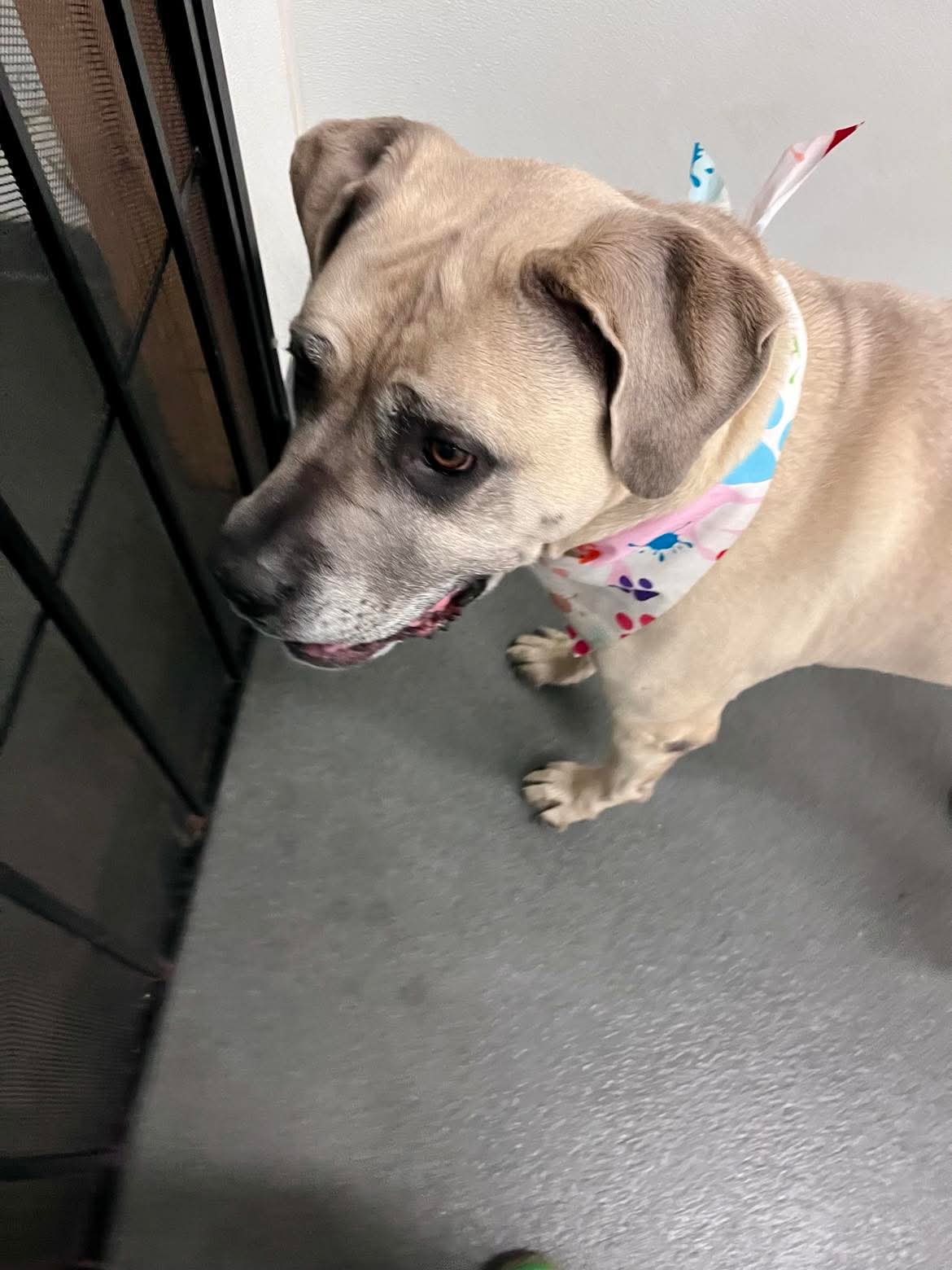 Professional dog grooming at The Mutt Pawrlor