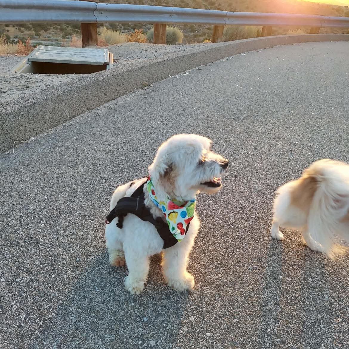 Stress-aware grooming session at The Mutt Pawrlor