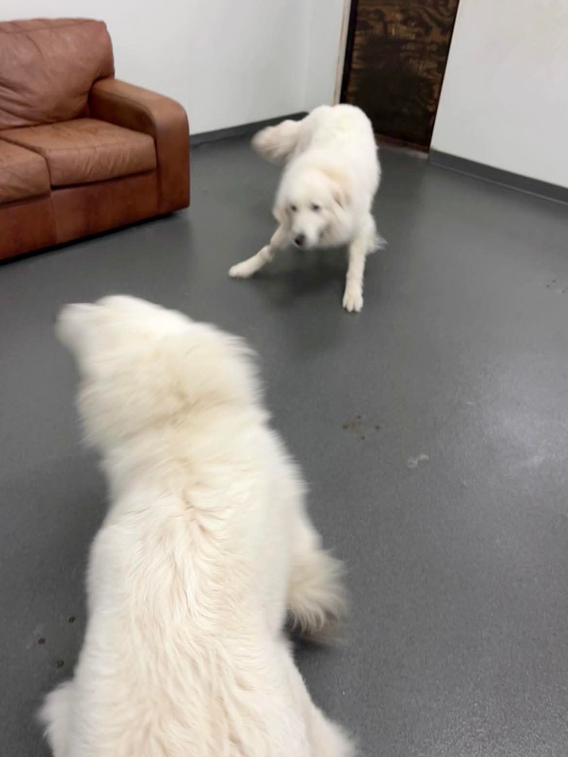 Beautiful grooming result at The Mutt Pawrlor