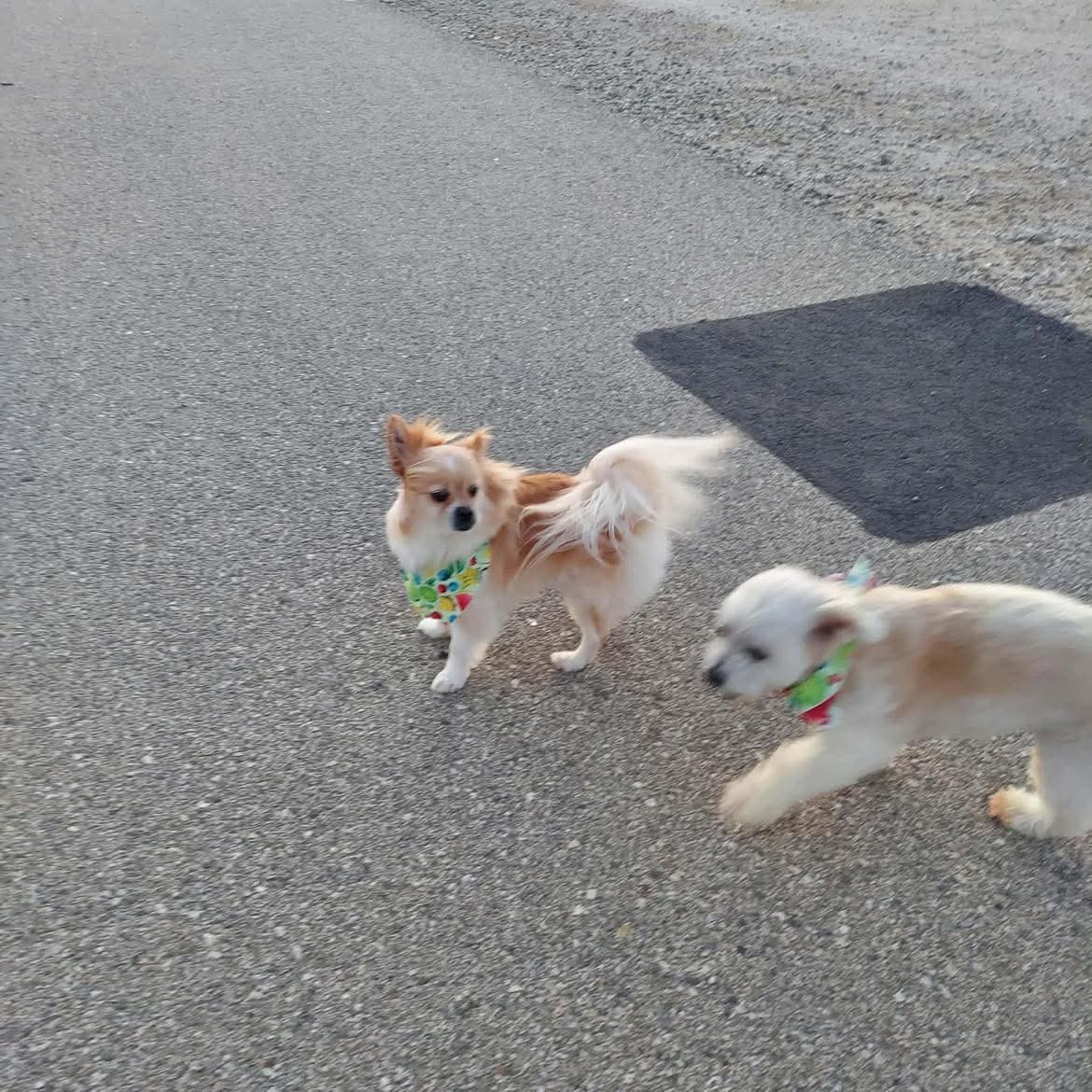 Perfect grooming at The Mutt Pawrlor