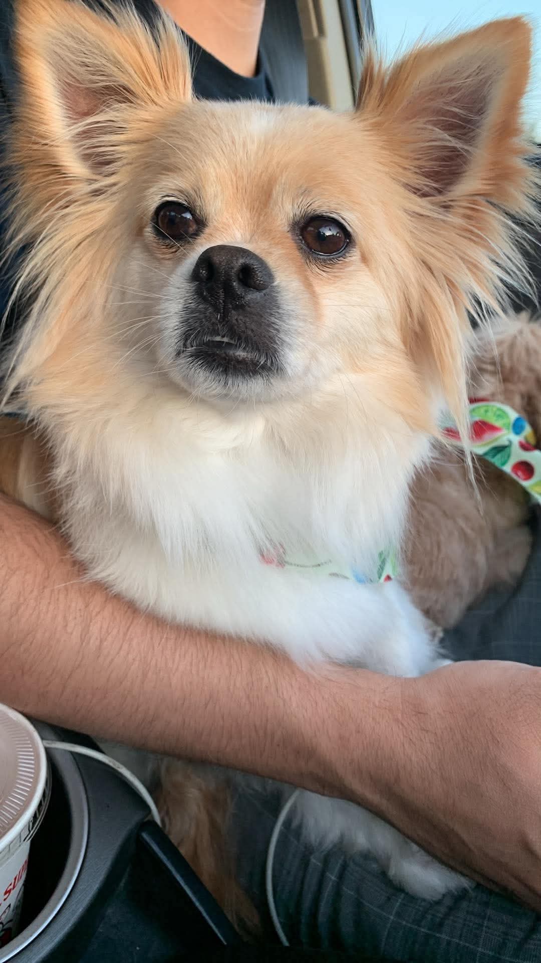 Gentle grooming care at The Mutt Pawrlor