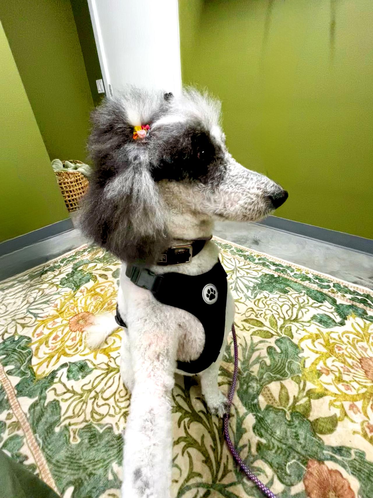 Beautifully groomed dog at The Mutt Pawrlor
