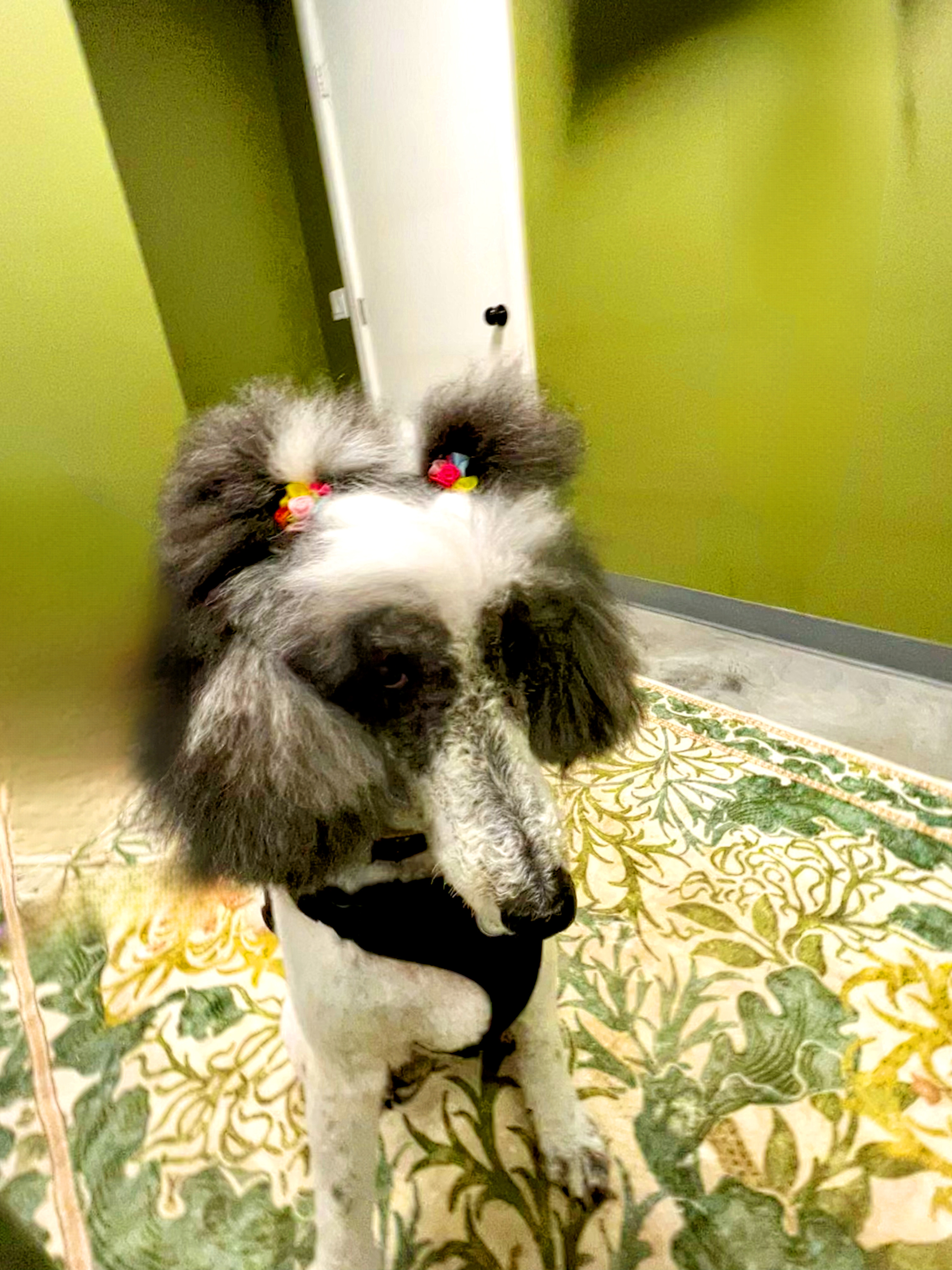 Adorable groomed dog at The Mutt Pawrlor