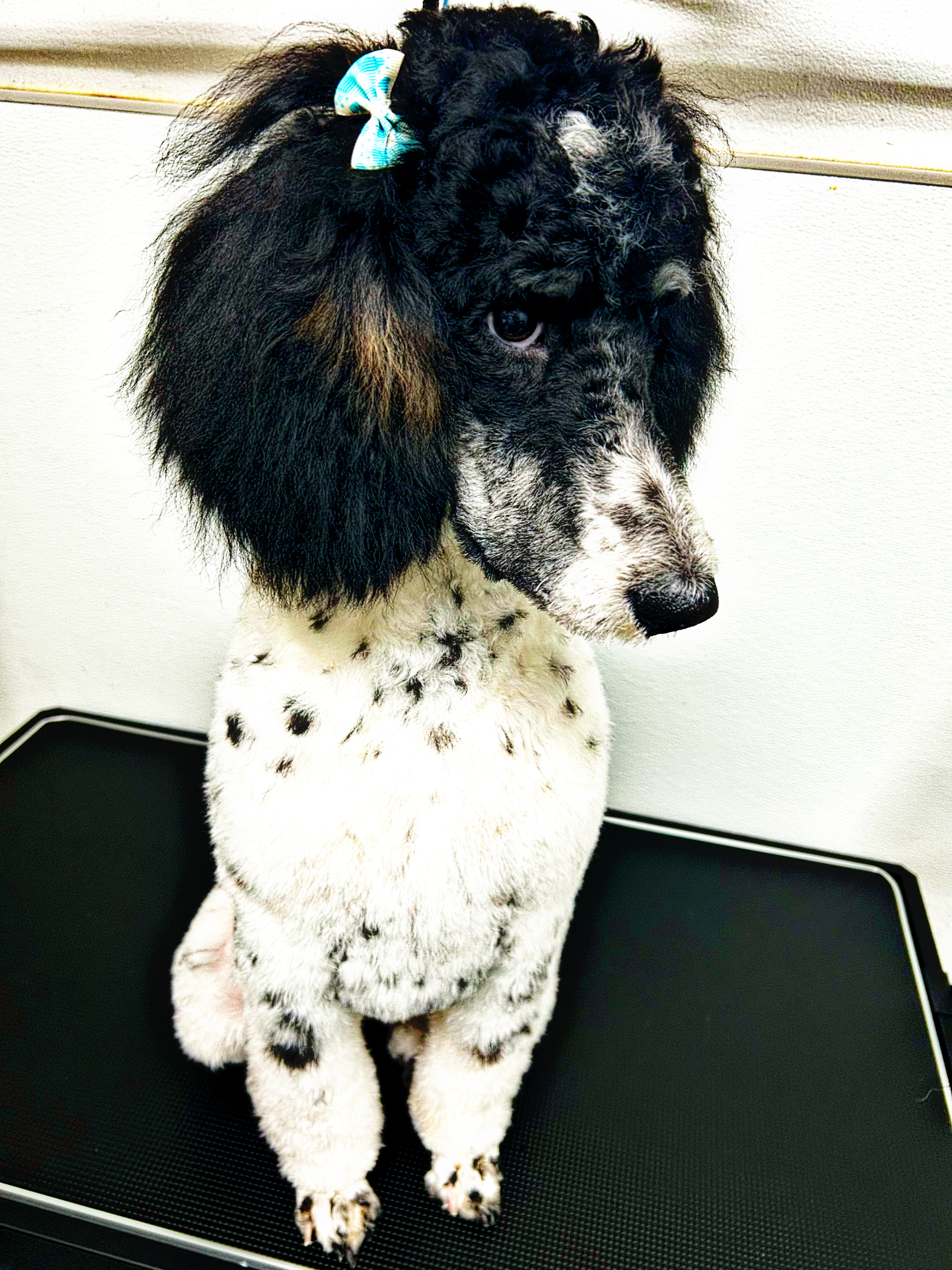 Groomed dog looking fresh at The Mutt Pawrlor