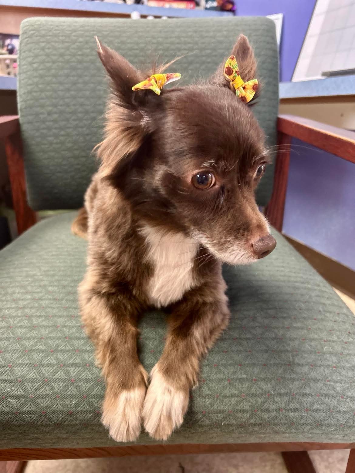 Professional dog grooming at The Mutt Pawrlor