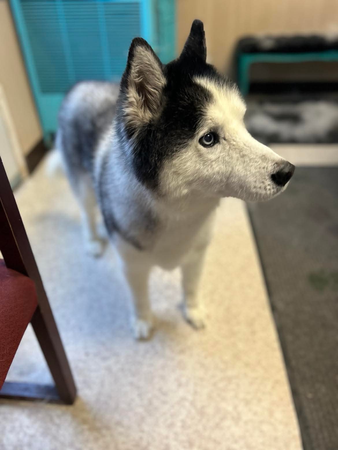 Stress-aware grooming session at The Mutt Pawrlor