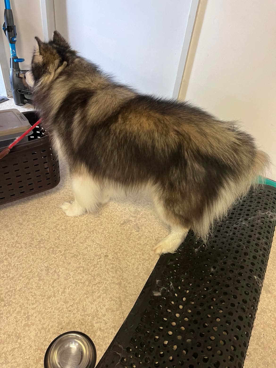Beautifully groomed dog at The Mutt Pawrlor