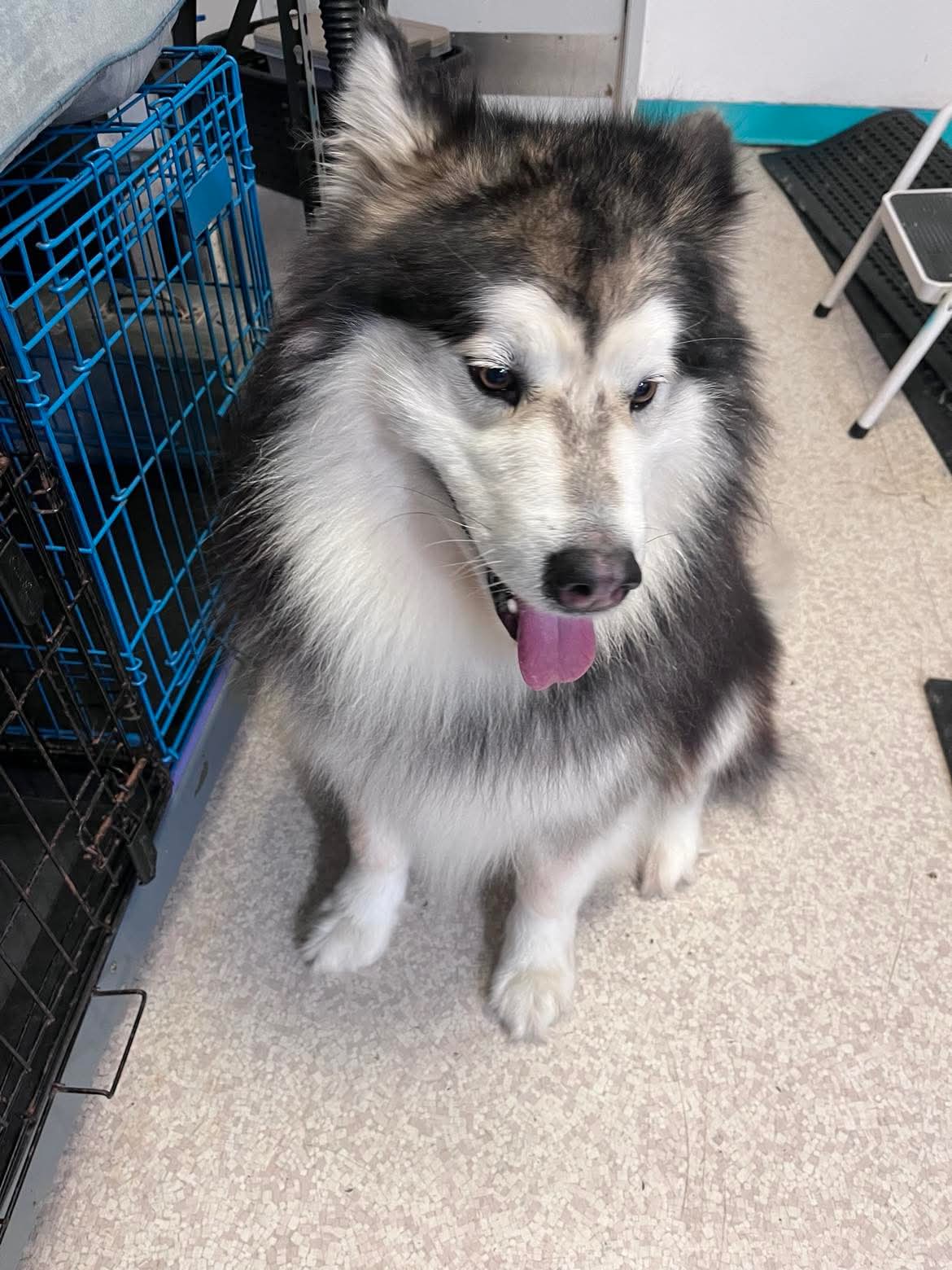 Happy groomed pup at The Mutt Pawrlor
