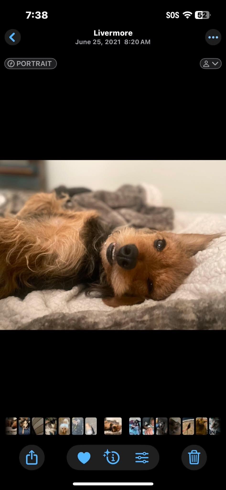 Dog with kind, understanding eyes