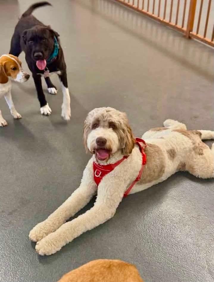 Stress-aware grooming session