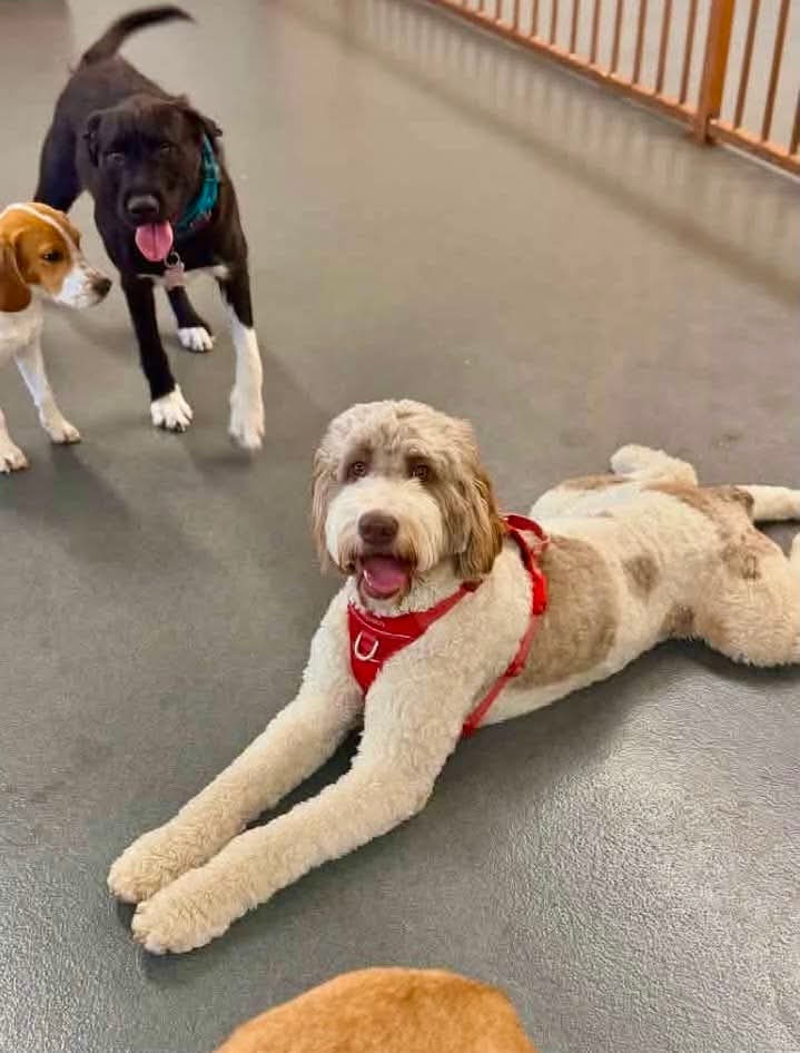 Perfect grooming at The Mutt Pawrlor