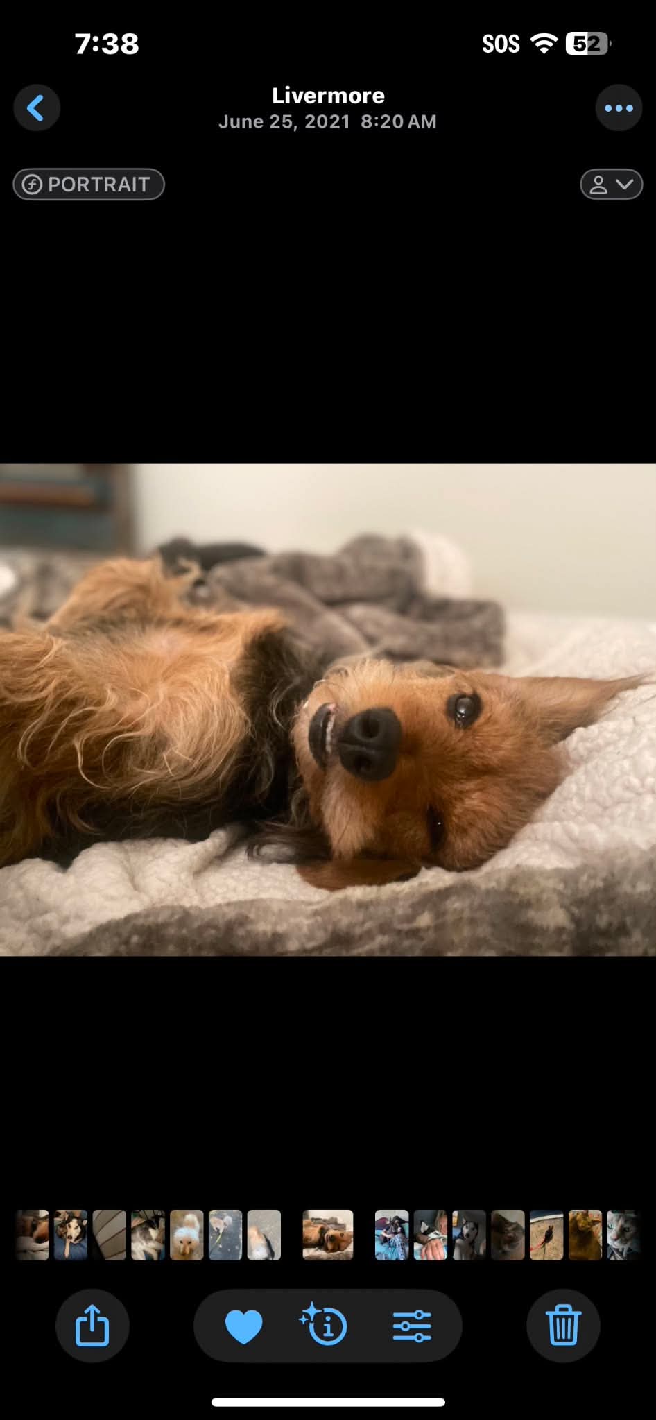 Freshly groomed happy pup at The Mutt Pawrlor
