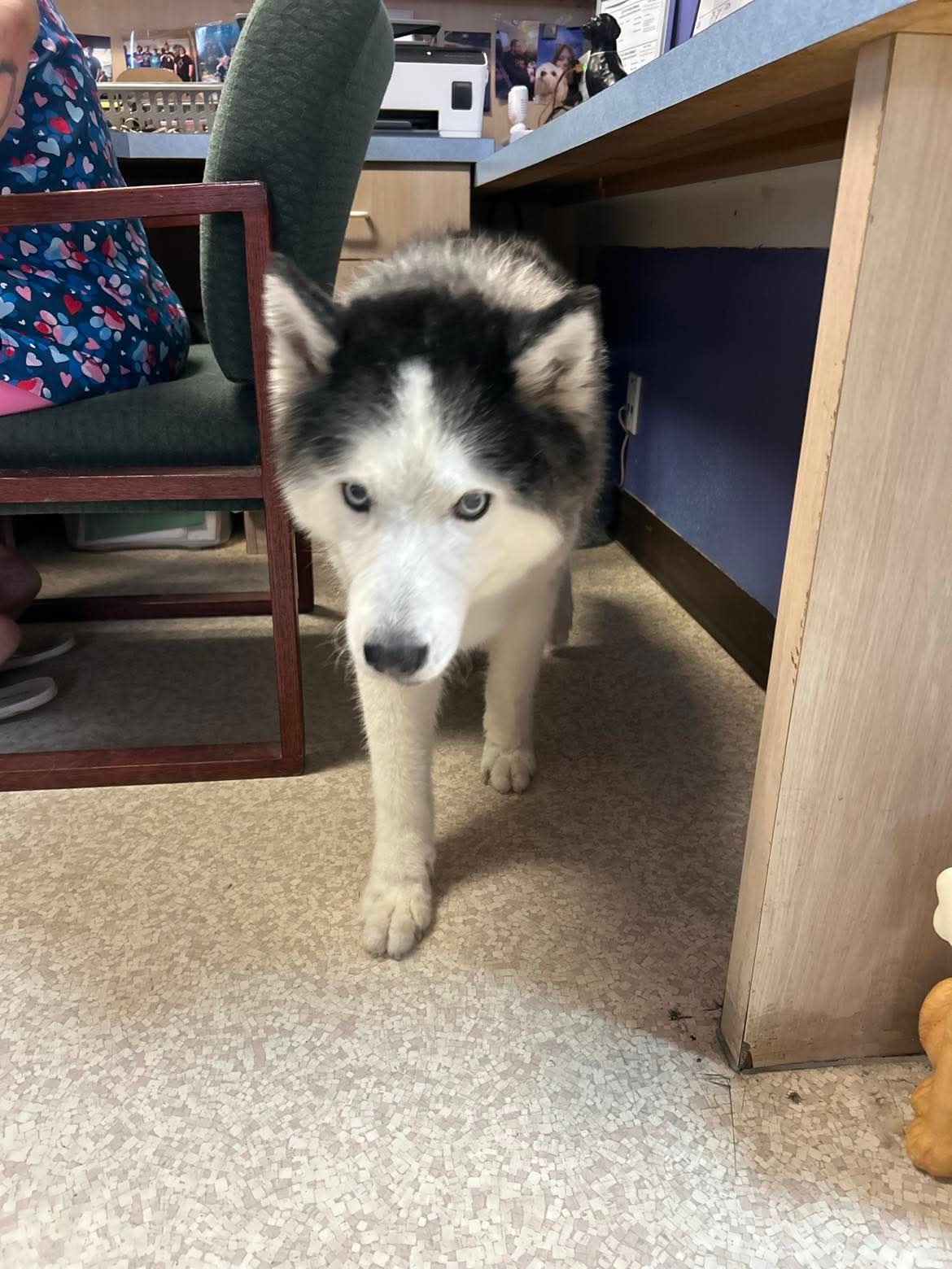 Beautiful grooming result at The Mutt Pawrlor