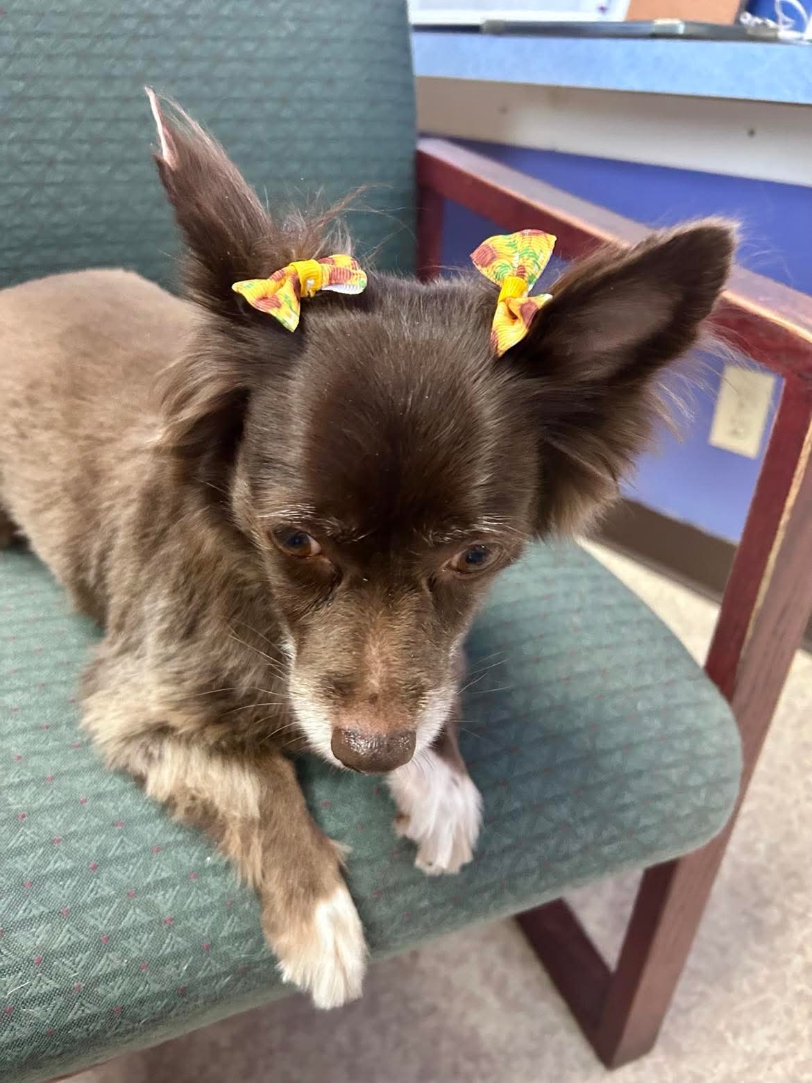 Gentle grooming care at The Mutt Pawrlor