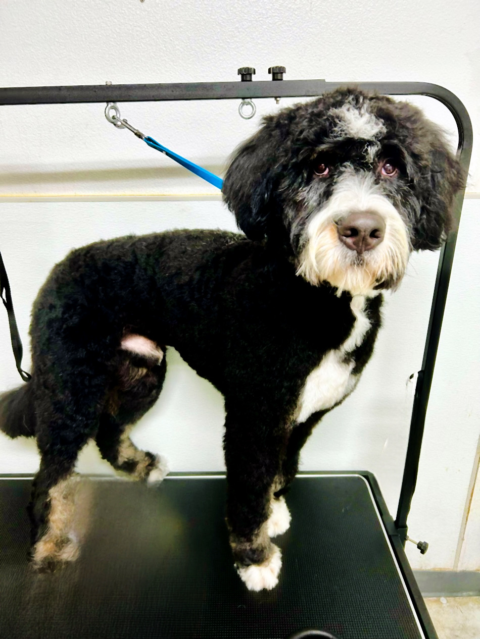 Happy groomed dog at The Mutt Pawrlor
